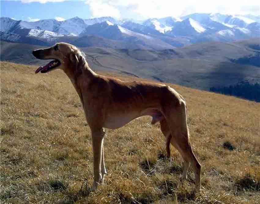 Тазы (порода собак) — википедия. что такое тазы (порода собак)