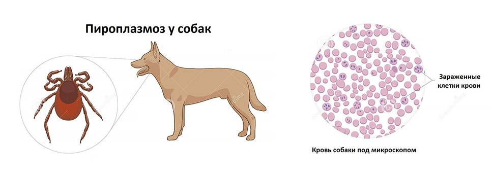 Появление боррелиоза у собак: признаки, лечение и профилактика | блог ветклиники "беланта"