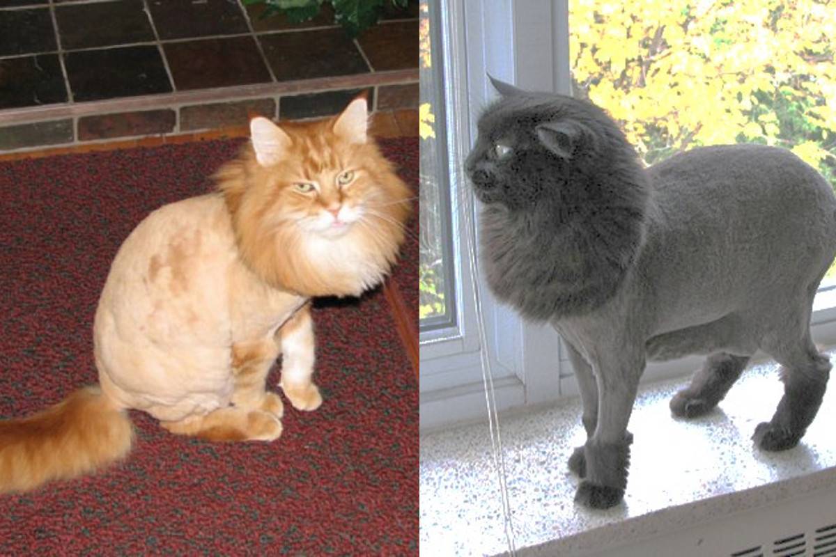 Стрижка кошек и котов: описание процесса, примеры стрижек