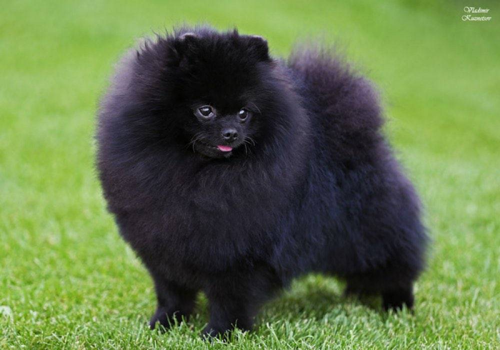 Черный померанский шпиц: фото собак, варианты окраса, черты характера, особенности ухода и как выбрать будущего питомца