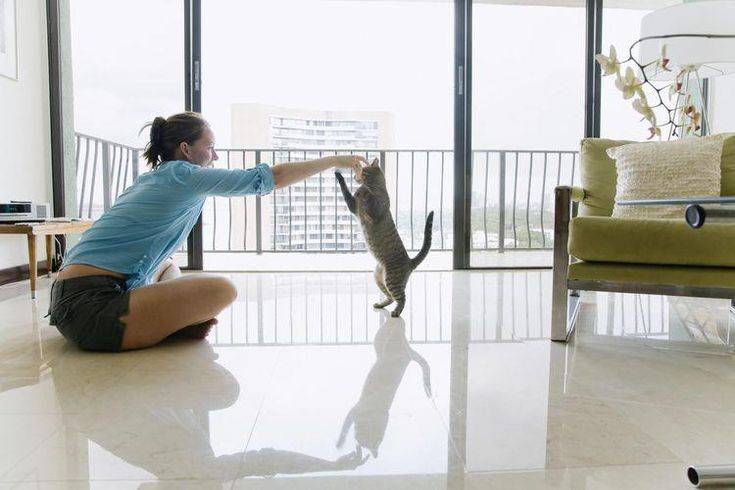Лайфхаки для котиков: как сделать совместную жизнь легче и веселее