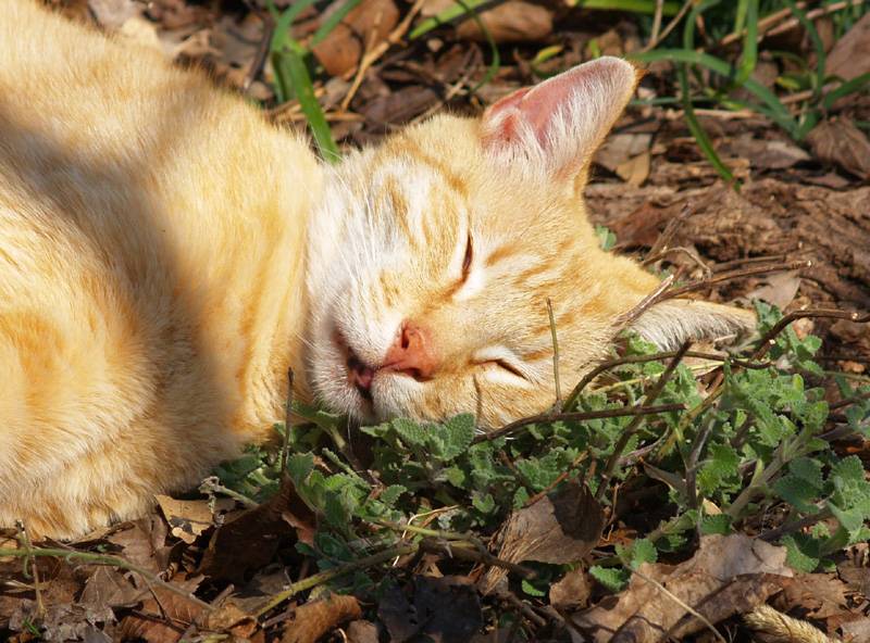 Почему кошки едят траву? - причины | домашние животные