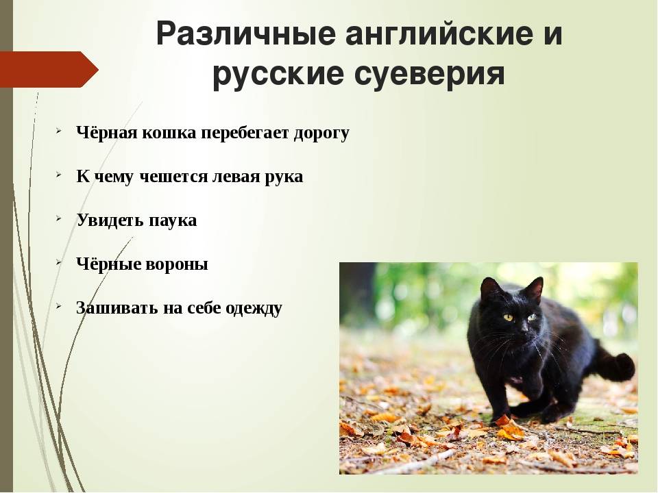 Черная кошка примета: значение и что приносит в дом