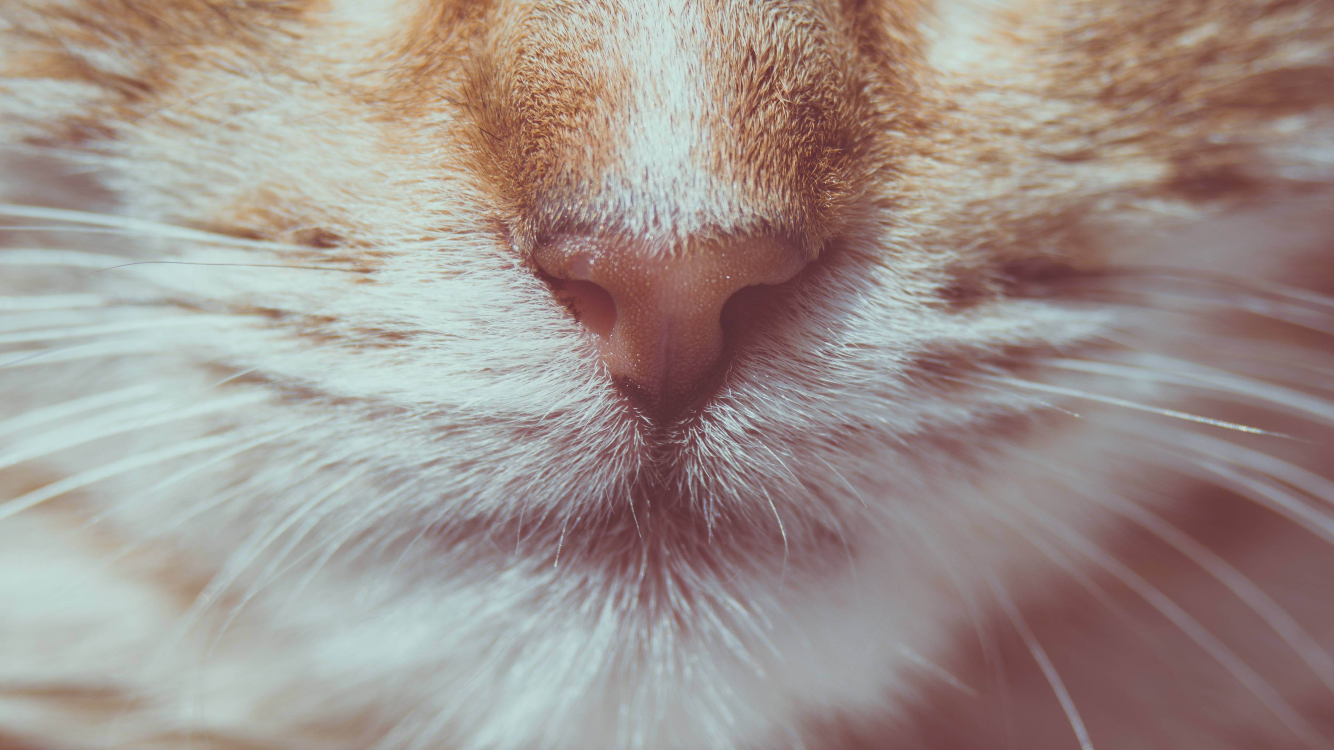 12 причин почему ломаются усы у кошки
12 причин почему ломаются усы у кошки