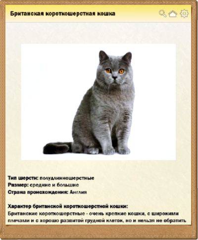 Описание породы американская короткошерстная кошка