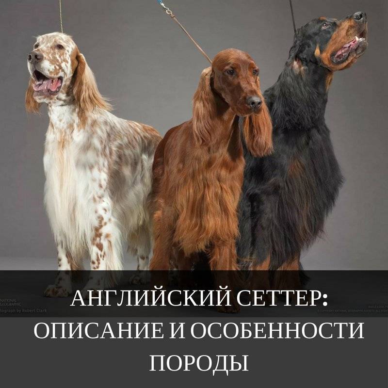 Английский сеттер (лаверак): собаки