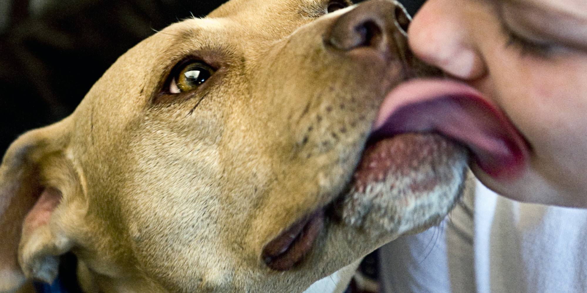Как видит мир собака - и что означают собачьи поцелуи