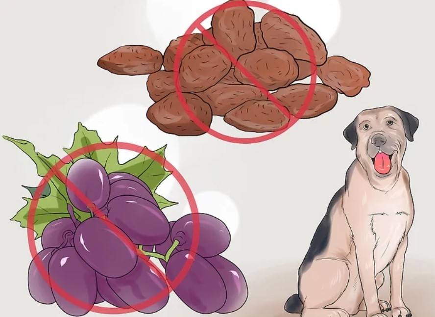 Можно ли собакам виноград? правда или вымыслы
