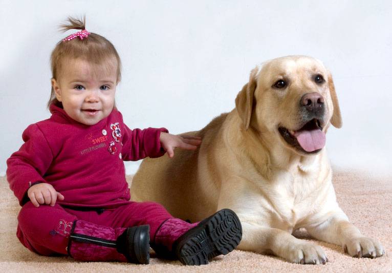 Самые лучшие породы собак для детей – топ-10 с фото и описанием