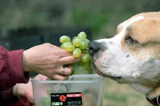 Можно ли кормить собак яблоками?