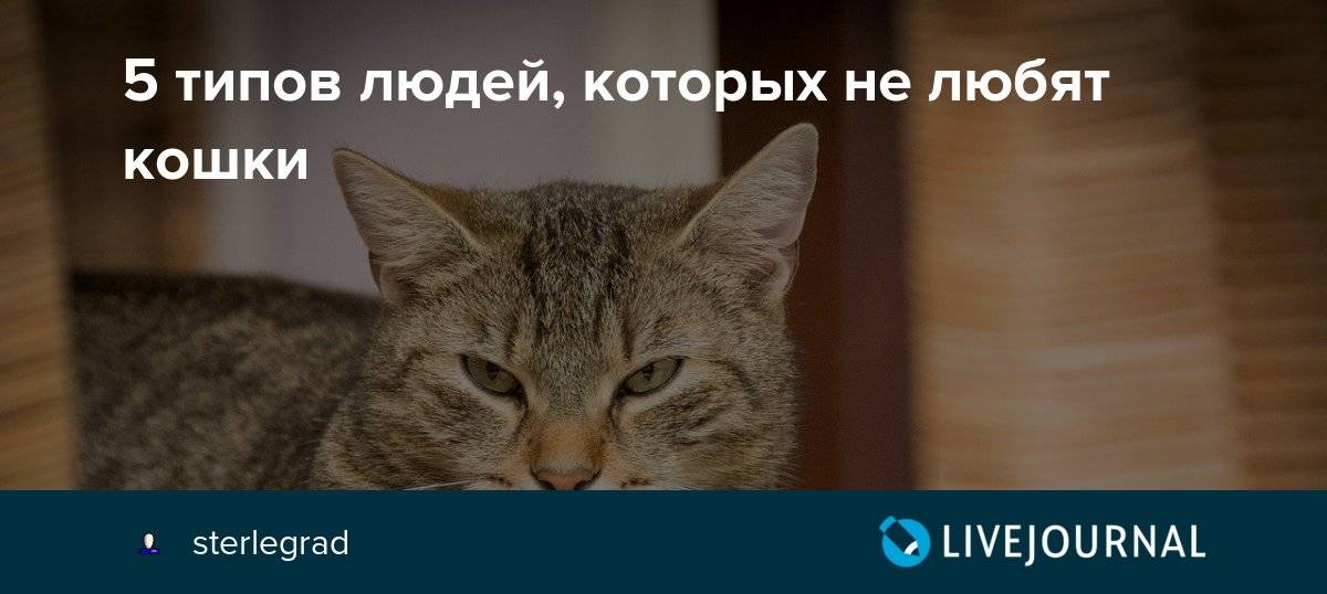 15 вещей, которые кошки не любят, но не могут об этом сказать  - gawp.ru