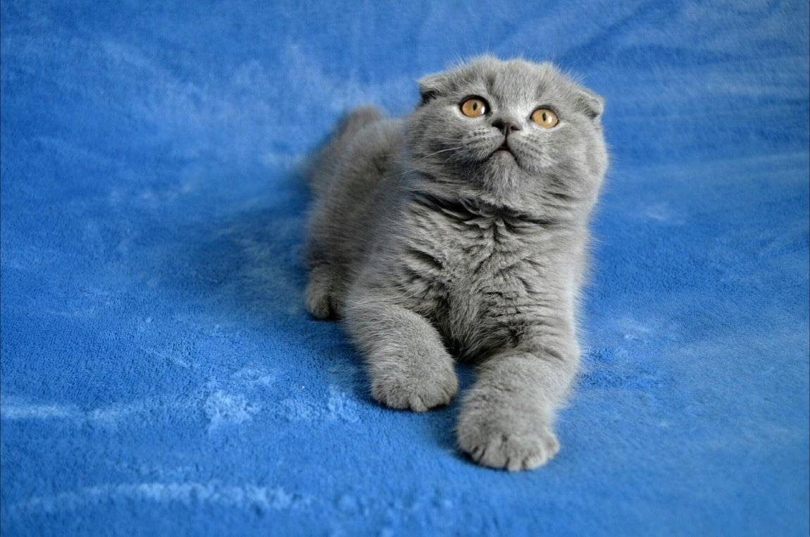 Британские вислоухие кошки: фото, характер, покупка британского вислоухого котенка