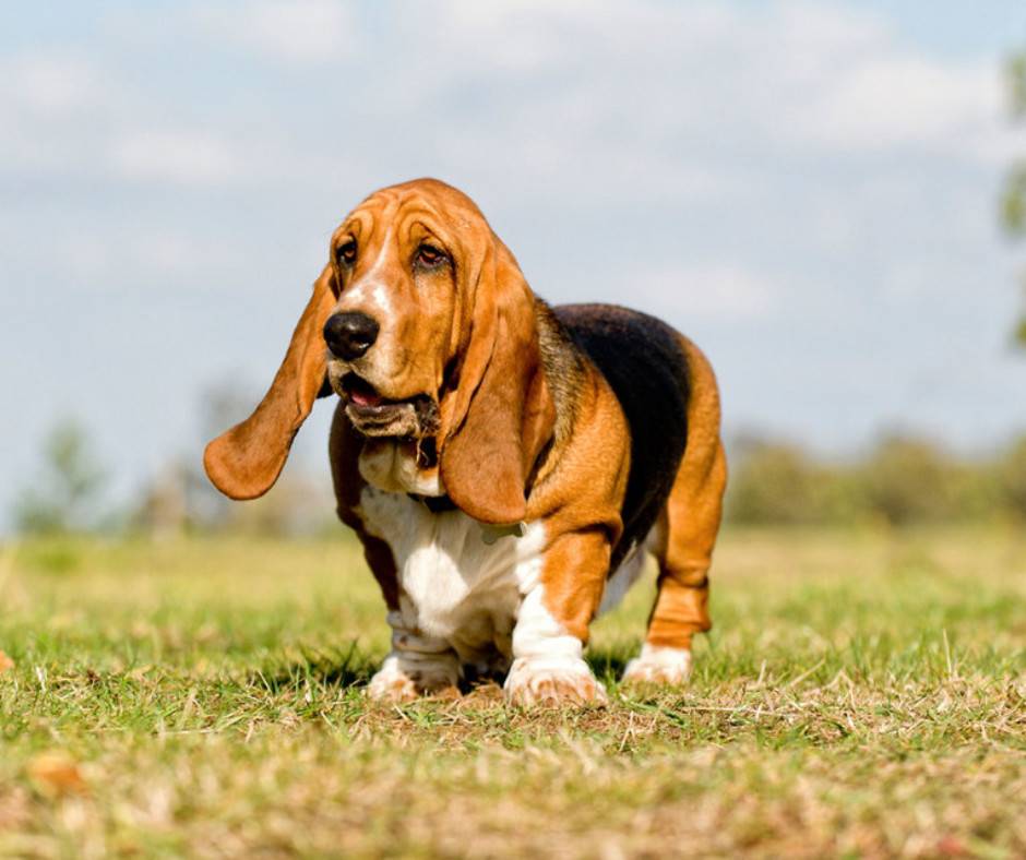 Бассет-хаунд — собака с большими ушами: описание и характер породы