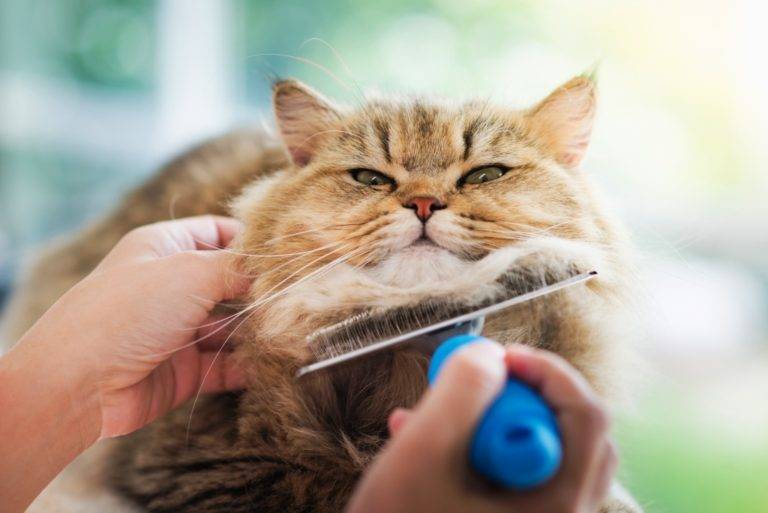 Как ухаживать за котенком: советы новичкам и особенности ухода