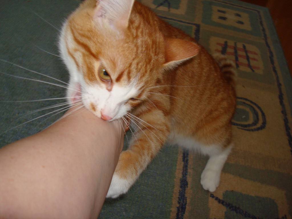 Почему кошка кусает руку, когда ее гладишь