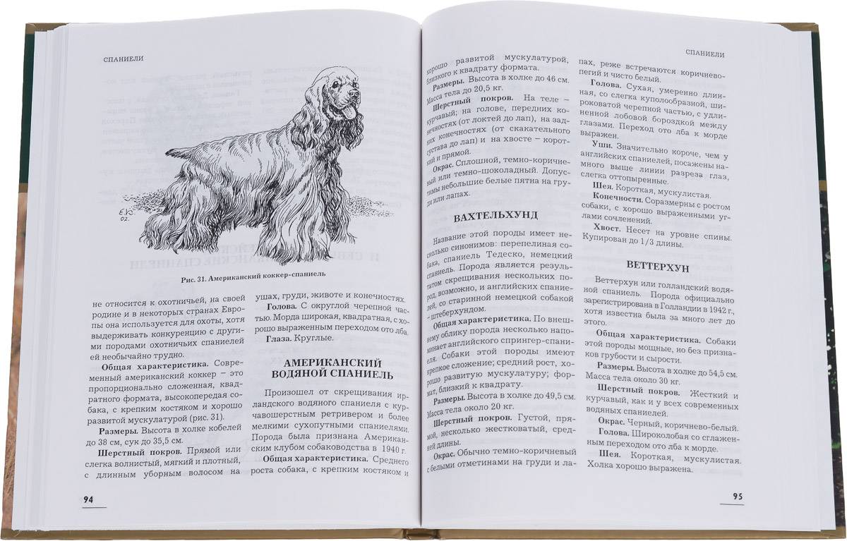 Легавые собаки: описание видов и секреты содержания