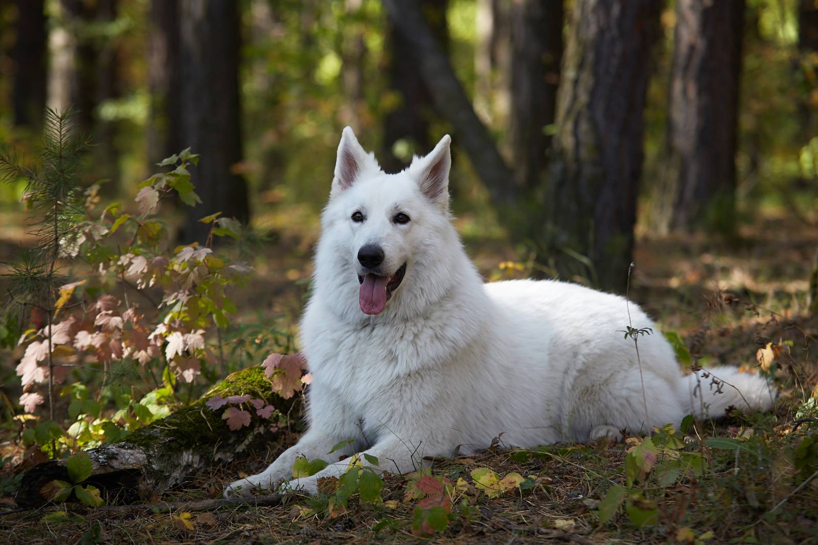 Белая швейцарская овчарка (49 фото): описание породы собак, характер короткошерстных и длинношерстных щенков, отзывы владельцев