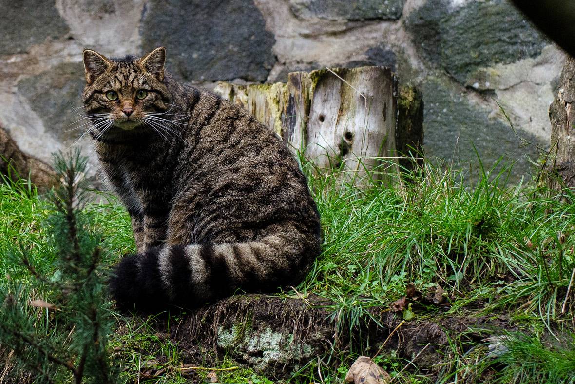 Европейская дикая лесная кошка: какими бывают дикие коты и кошки (фото)