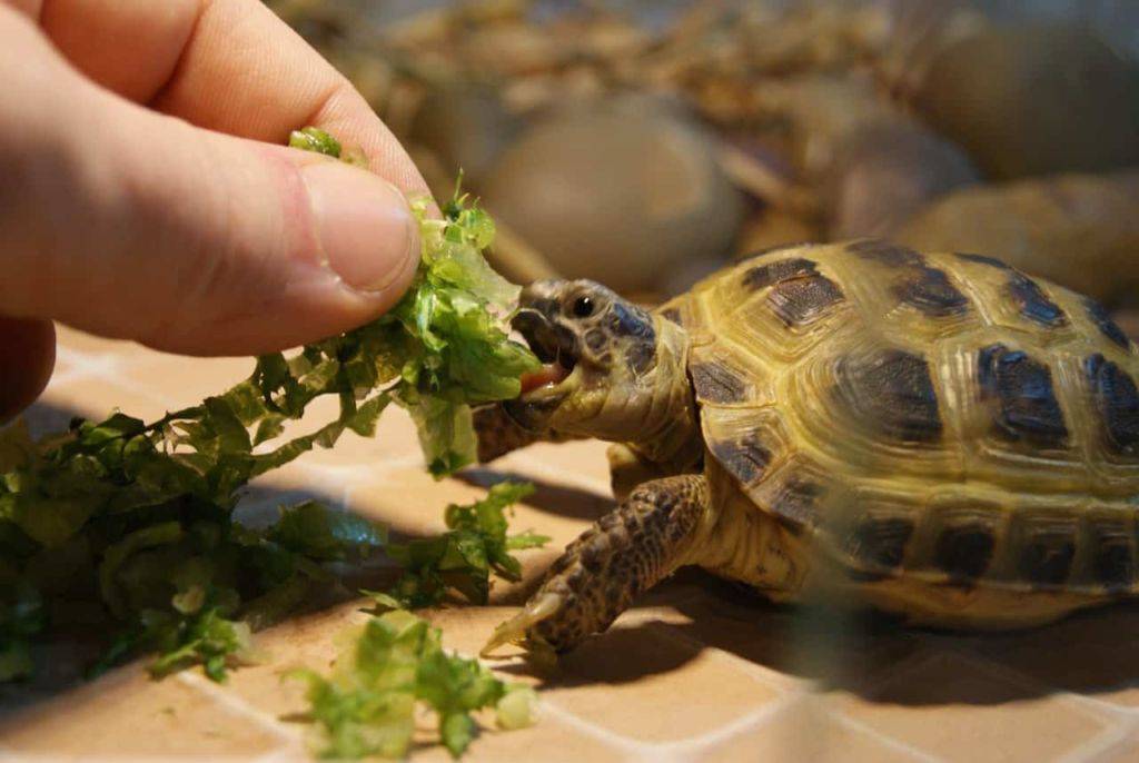 Среднеазиатская черепаха - содержание и уход в домашних условиях