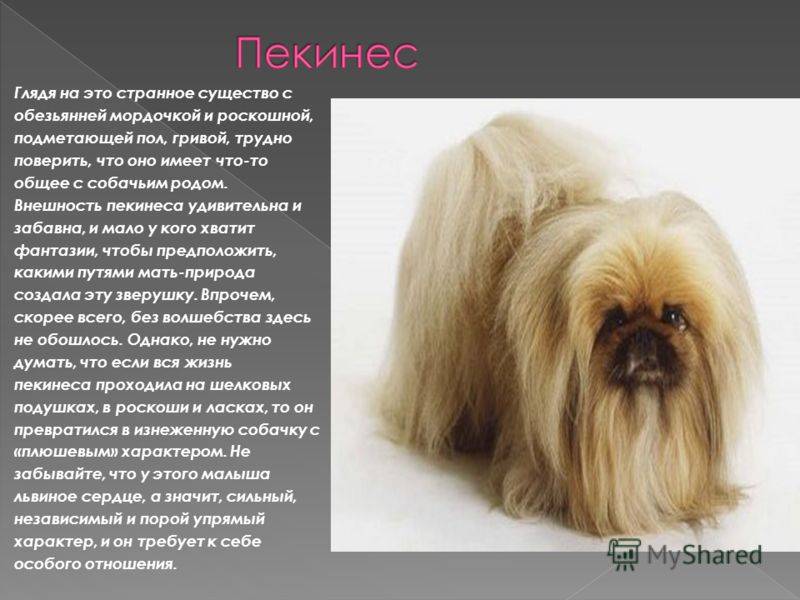 Пекинес: характеристика породы (описание, рост, размеры и вес, плюсы и минусы собаки)