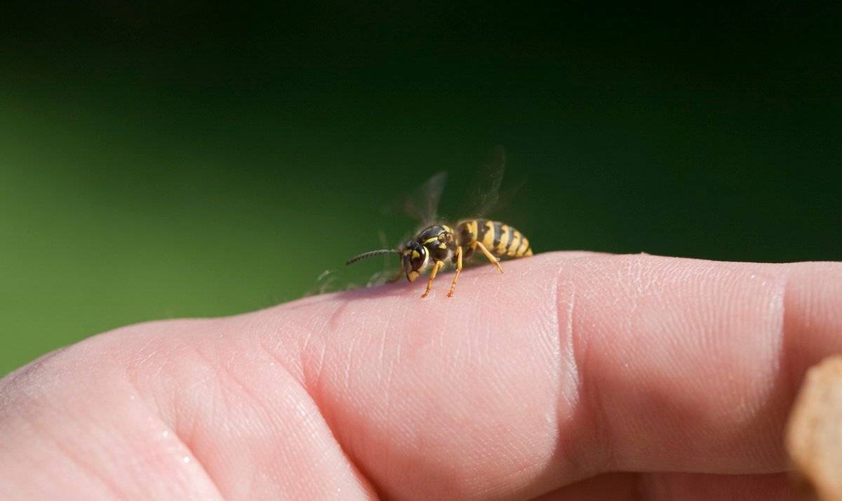 Укус пчелы: первая помощь и как избежать