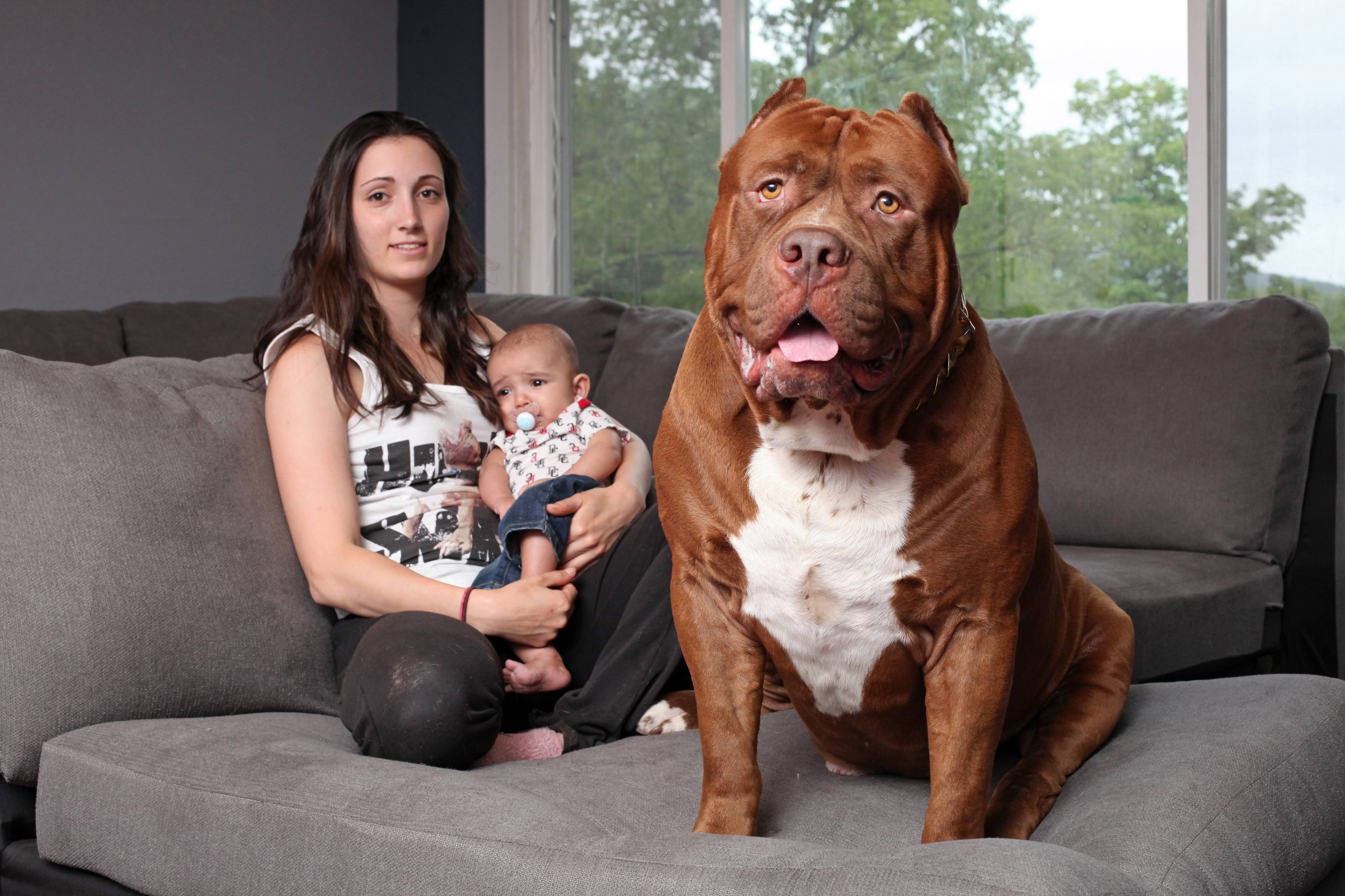 Самая большая собака в мире (фото): зевс и его «коллеги»