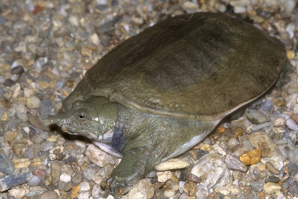 Дальневосточная черепаха китайский трионикс: содержание в домашних условиях