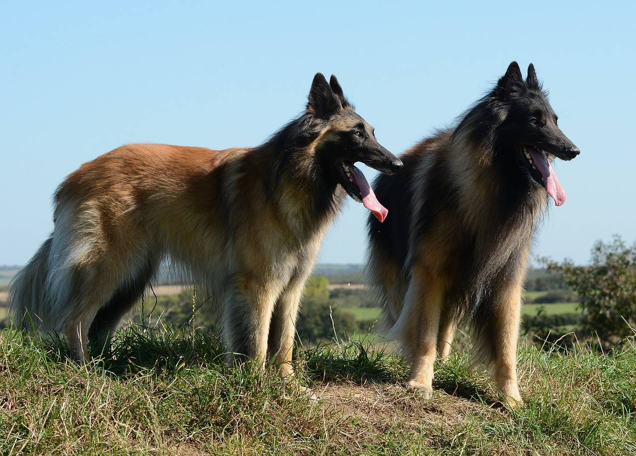 Грюнендаль (39 фото): щенки бельгийской овчарки, описание и характер породы собак