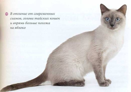 Как выглядят сиамские кошки: характеристика породы и особенности характера