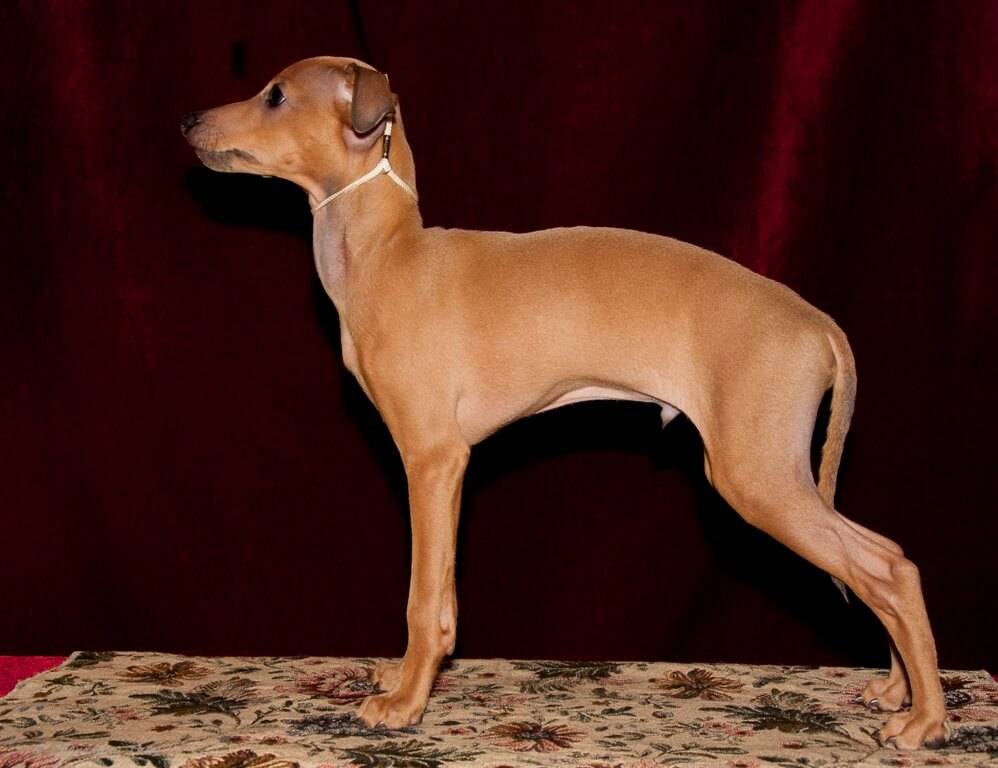 Левретка собака. описание, особенности, уход и цена левретки