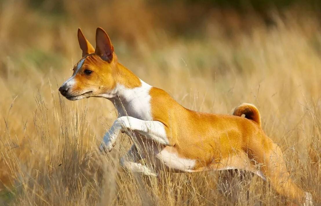 Басенджи: описание породы, характер собаки и щенка, фото, цена