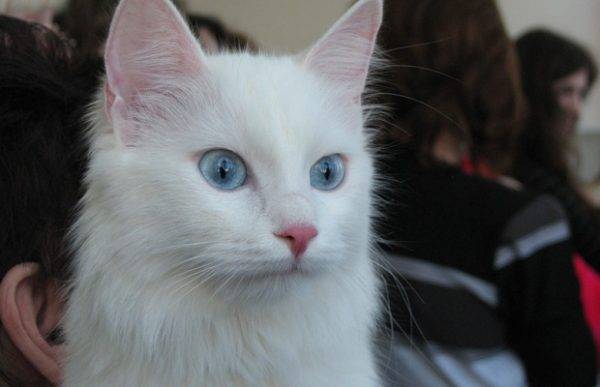 Белая кошка с голубыми глазами: обзор пород