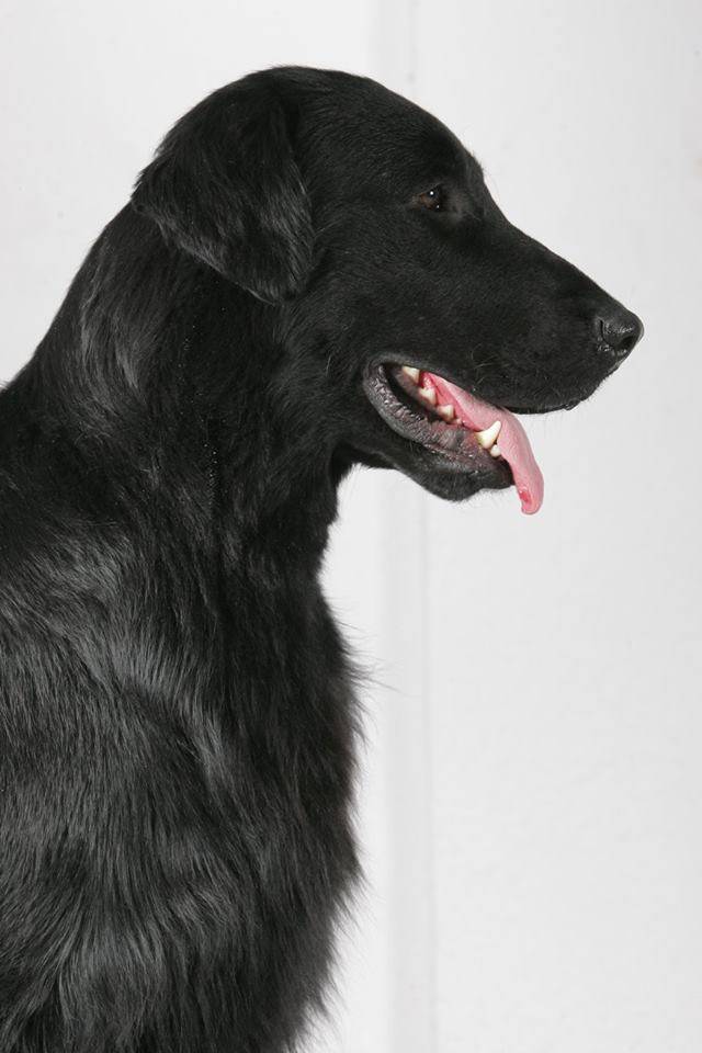 Прямошерстный ретривер: фото собаки, описание породы, цена щенков и уход