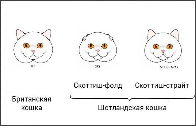 Определение пола котенка фото