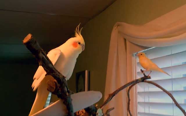Кошка и попугай, канарейка - как подружить и содержать в одном доме, видео. - petstime.ru