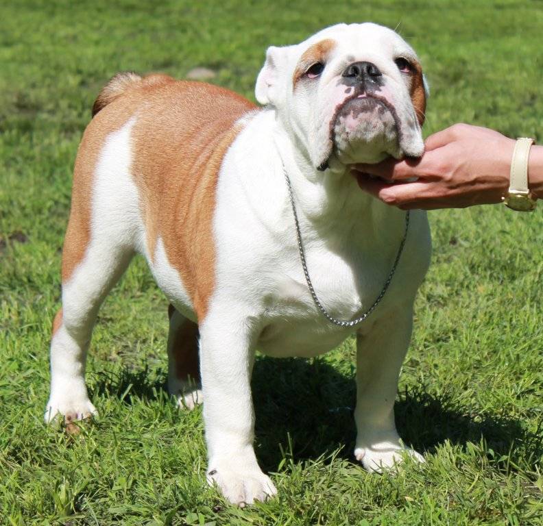 Английский бульдог: описание породы, характер королевской собаки