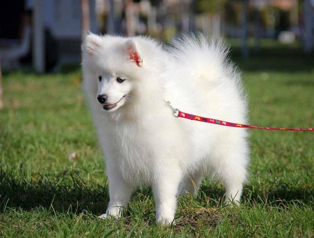 Японский шпиц: 115 фото, видео описание, цена и советы по выбору породистого щенка