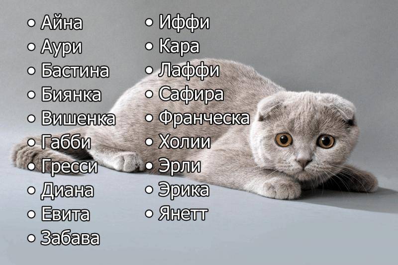 Редкие и красивые имена для кошек и котов