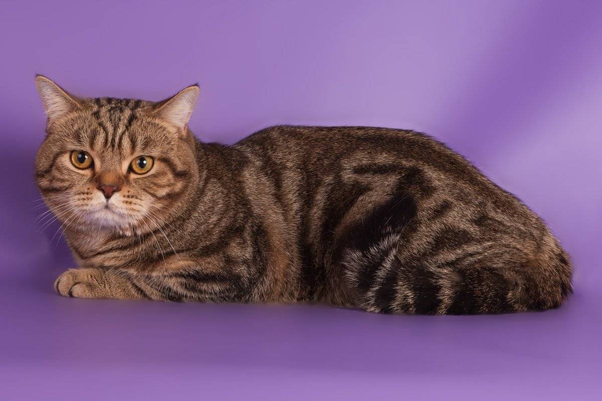 Скоттиш-страйт (шотландская прямоухая кошка): описание породы, содержание, уход, кормление