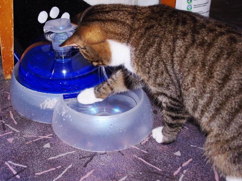 Как помочь кошке в жару: примеры что можно делать