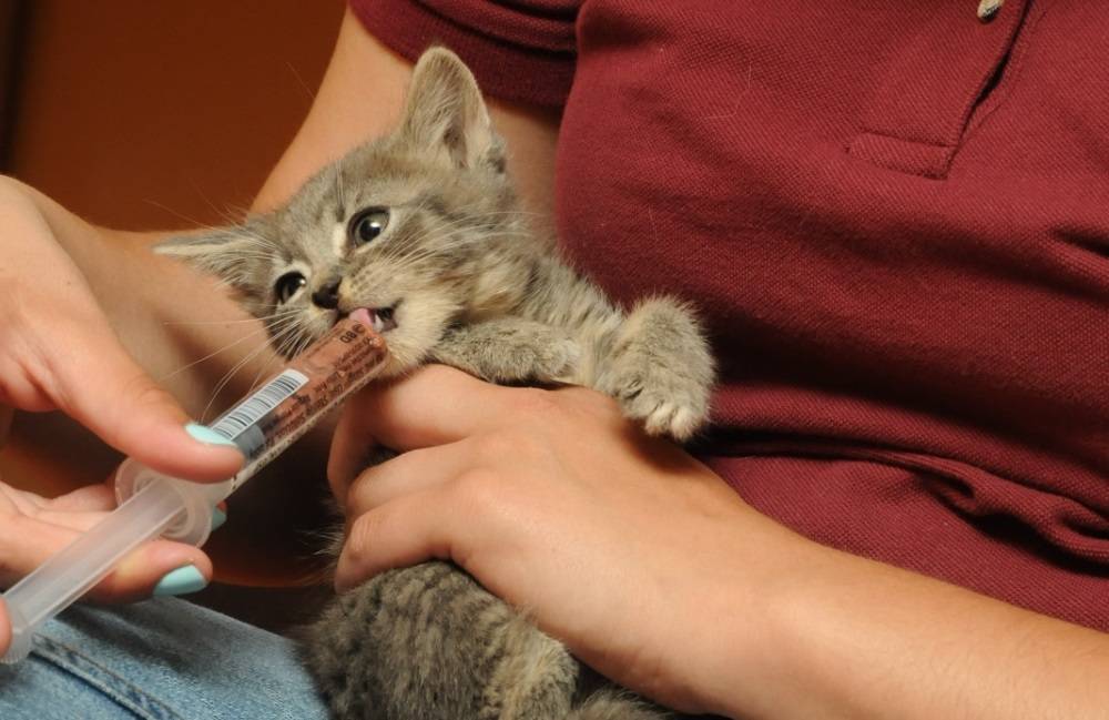 Как дать таблетку котенку от глистов – средства и методы