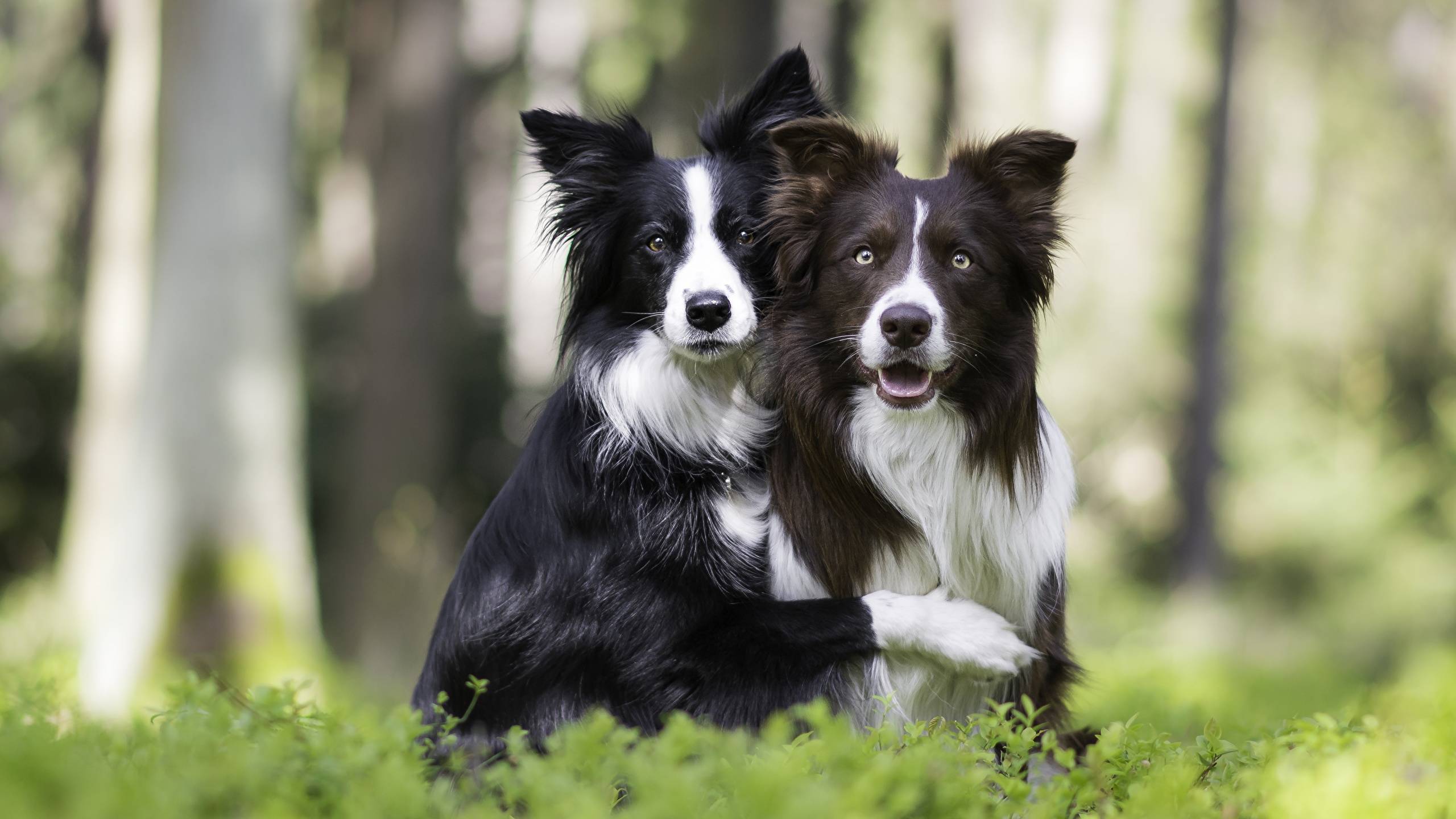Самые умные породы собак - список по классификации, популярности и способности к дрессировке