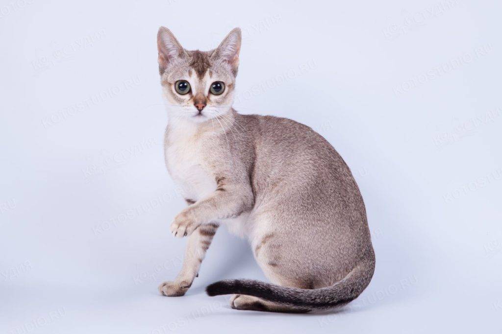 Карликовые коты и кошки: какая порода признана самой маленькой в мире, особенности их содержания и разведения, нюансы выбора питомца