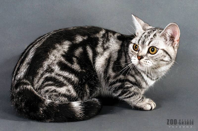 Британские мраморные коты (26 фото): описание породы, характер кошки-британца, особенности окраса под черный мрамор, в серебре и в золоте