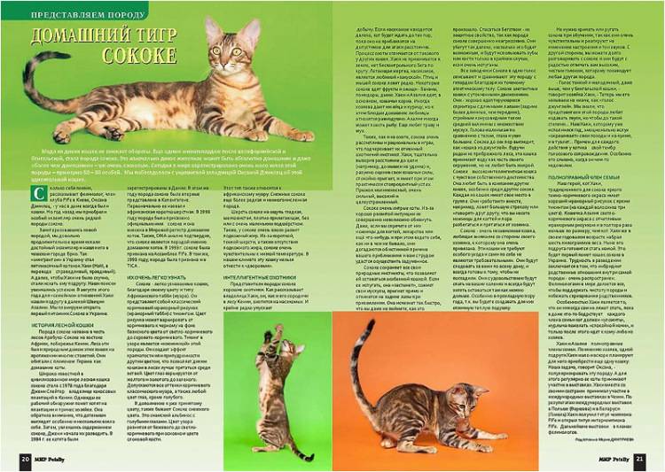 Сококе - фото и описание породы кошек (характер, уход и кормление)