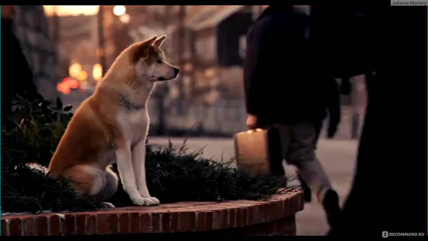 Порода собаки из фильма «хатико»