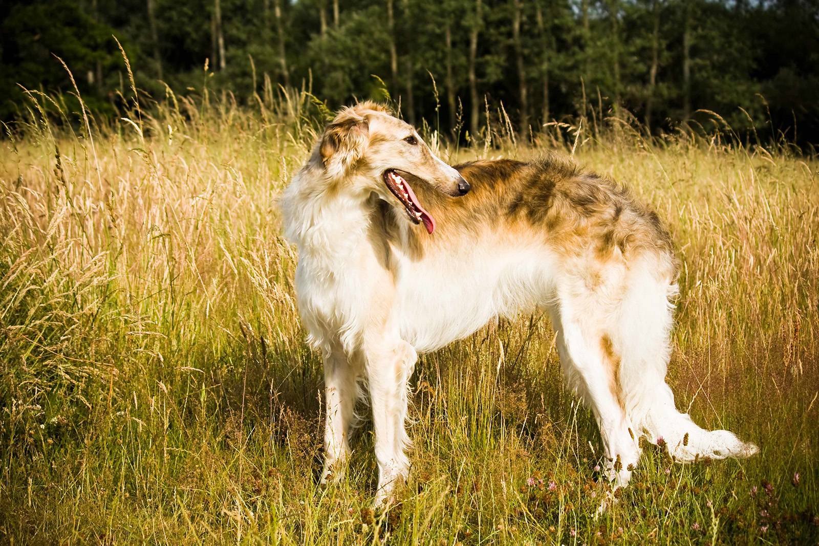 Охотничьи собаки: описание, популярные породы данной группы