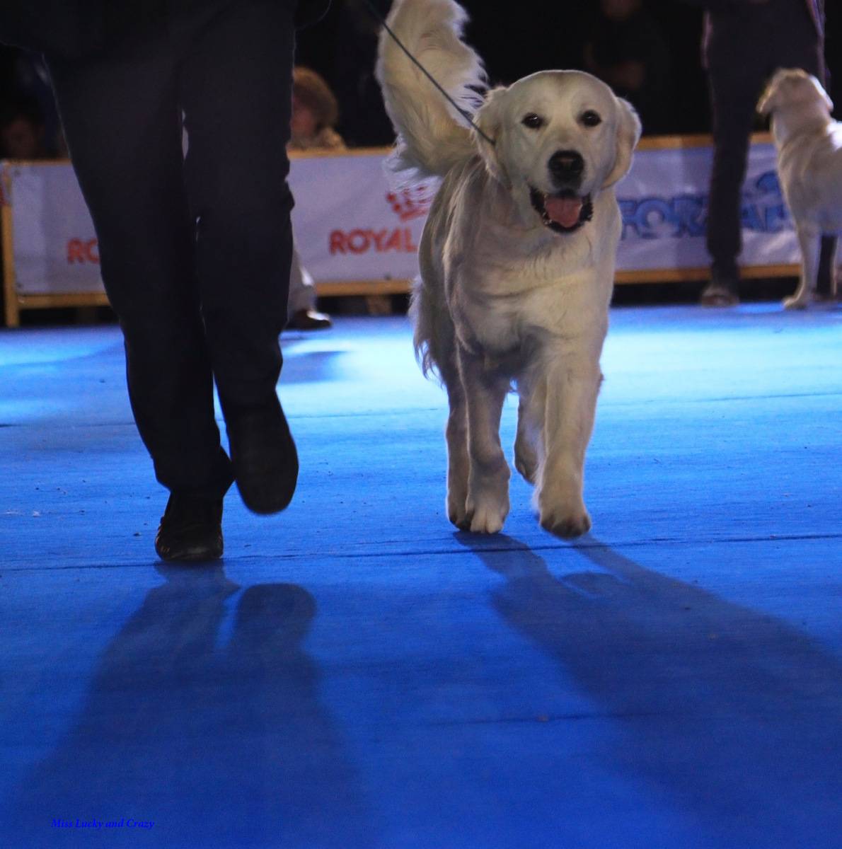 Zooпортал.pro :: international dog show cacib – fci / интернациональная выставка собак (cacib – fci) гран при «петербург - элита 2021»