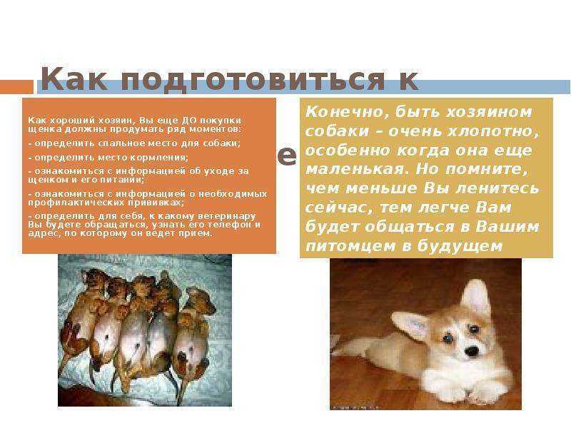 ᐉ алиментный щенок что это значит? - zoomanji.ru