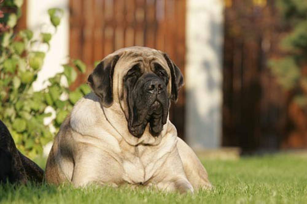 Английский мастиф (58 фото): характеристика щенков породы мастиф, вес одной из самых больших собак, тигровый мастиф